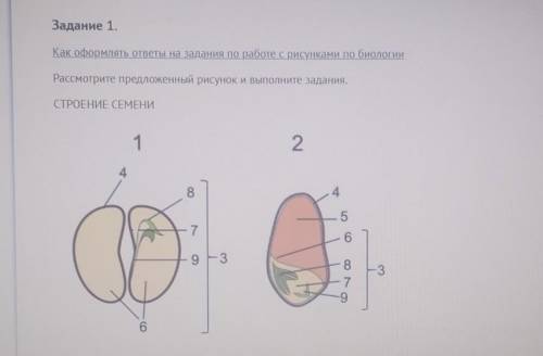 Иллюстрация /shutterstock.com 1. Используя обозначения частей семени на рисунке, решите биологически