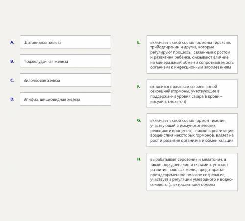 Установите соответствие между железами внутренней секреции и их функциями