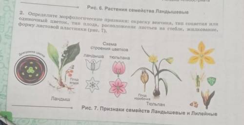 Определите морфологические признаки: окраску венчика, тип соцветия или одиночный цветок, тип плода,