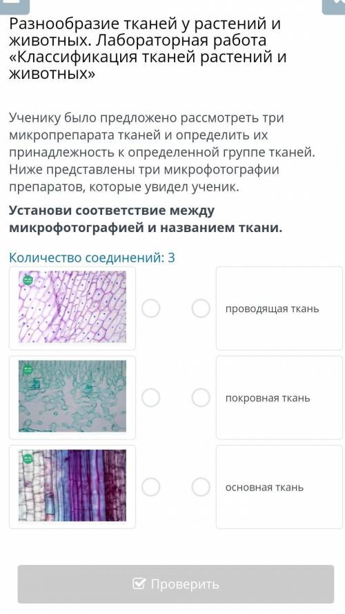Ученику было предложено рассмотреть три микропрепарата тканей и определить их принадлежность к опред