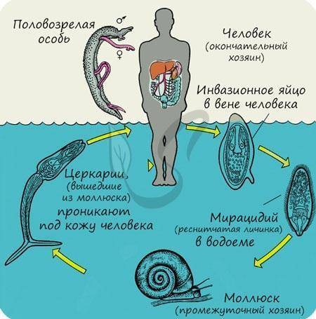 Описать цикл развития печеного сосальщика. профилактика заболевания ​