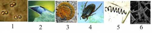 Выбери на фотографии многоклеточные организмы 1 2 3 4 5 6