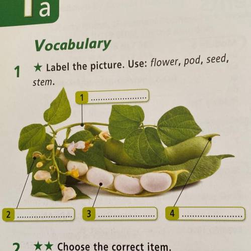 Label the picture. Use: flower, pod, seed,stem.