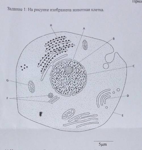 задание1 А) Используя данный рисунок вычислите линейное увл. животной клетки. В) Вычислите размер из