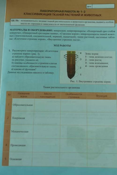 ХОД РАБОТЫ 1. Рассмотрите микропрепарат «Клеточноестроение корня» (рис. 1).а) найдите образовательну