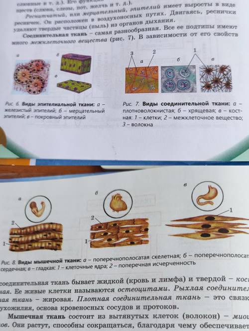 Сравните микропрепараты с рисунками в учебнике (см. рис. 6-8).Определите местоположение этих тканей