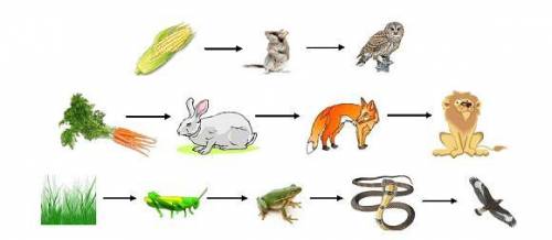 Придумать несколько пищевых цепей животных​