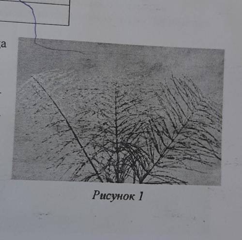 4.2. Какой тип питания характерен для хвоща полевого, изображённого на рисунке 1? ответ. Обоснуйте с