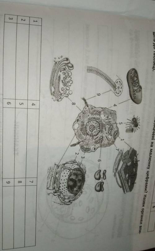 Якi складовi клiтини позначенi на малюнку цифрами? Назви органел впишiть до таблицi