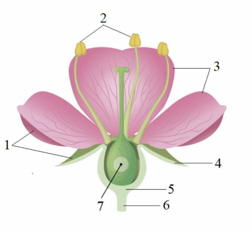 ВОПРОС ЛЁГКИЙ Выбери верные названия для обозначенных частей цветка: 1. 2. 3. 4. 5. 6. 7.