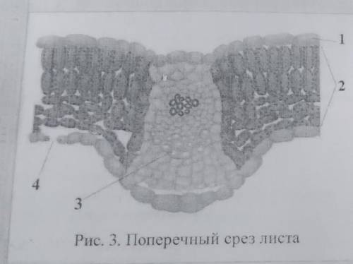 лабораторная работа подпишите что указано на рисунке 1234