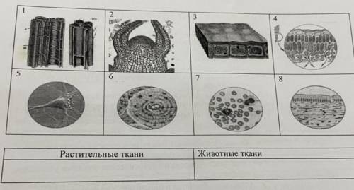 Не игнорите Определите на рисунках растительные и животные ткани.