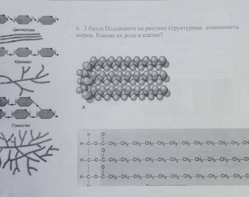 6. Подпишите на рисунке структурные компоненты жиров. Какова их роль в клетке, А
