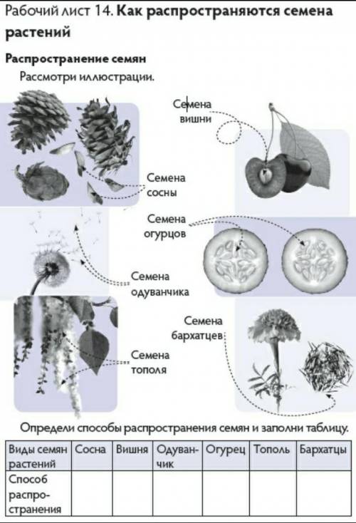 (по одуванчику можете не отвечать я знаю)