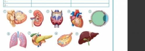 Скажите название 1 и 8 органа
