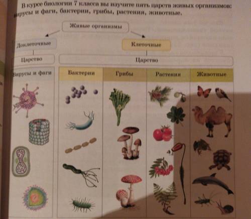 в курсе биологии седьмого класса вы изучали 5 царств живых организмов вирусы и фаги бактерии Грибы р