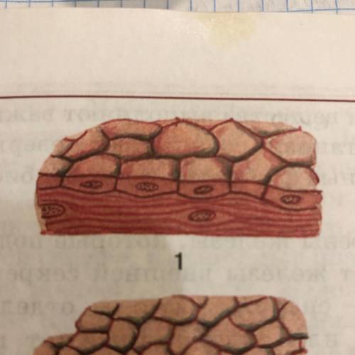 Подписать рисунок однослойного плоского эпителия￼