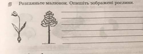 Розгляньте малюнок Опишіть зображені рослини: до іть