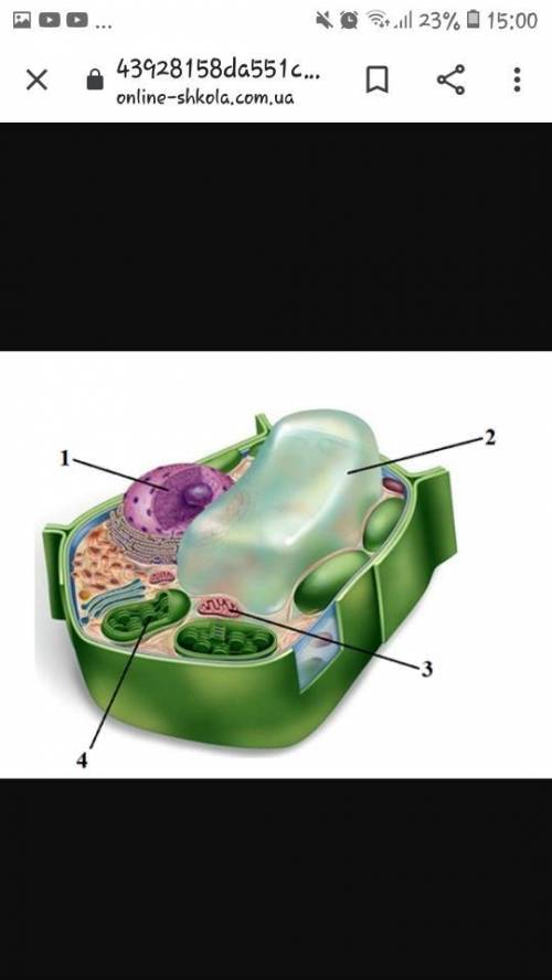 Установіть відповідність між позначеними клітинними органеллами (1-4) та функціями, які вони виконую