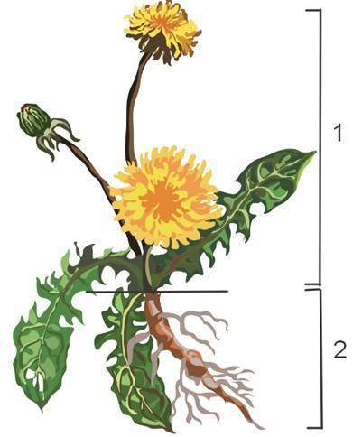 На рис. 1 изображено растение с … корневой системой. Осевая часть растения от корня до вершины, чаще