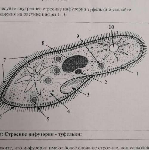 ￼￼как называется часть инфузории туфельки обозначенная цифрой 1(не оболочка,там кружочек возле оболо