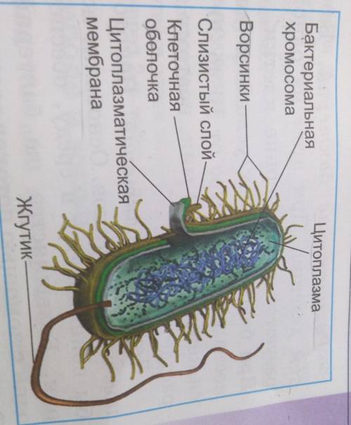 рассмотрите русинок напишите название структур бактериальной клетки обозначенных цифрами