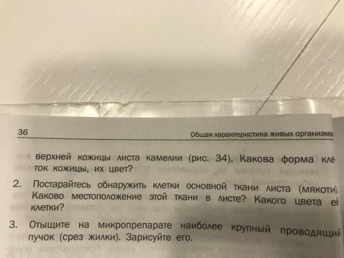 Выполните лабораторную работу изучение растительных тканей на поперечном срезе листа камелии.