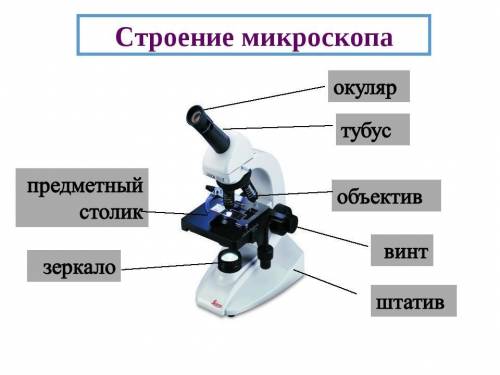 Зарисовать и подписать строение лупы и светлого микроскопа.Сделать соответствующие выводы. КТО ОТВЕТ