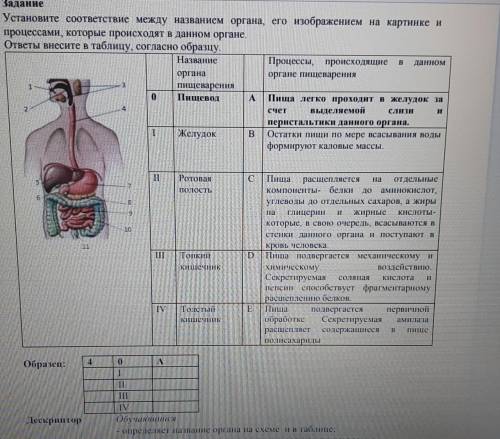 Установите соответствие между названием органа, его изображением на картинке и процессами, которые п