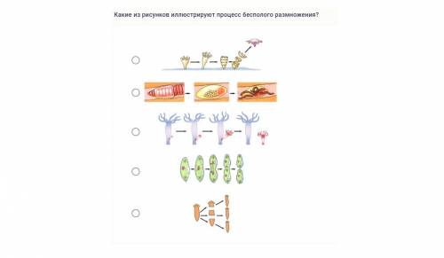 Какие из рисунков иллюстрируют процесс бесполого размножения?