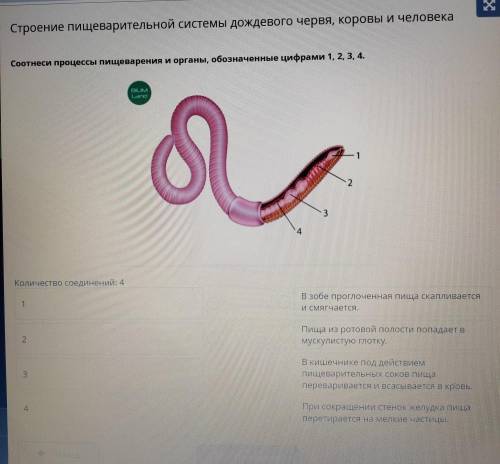 Соотнеси процессы пищеварения и органы обозначенные цифрами 1, 2, 3, 4.