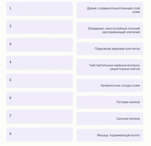 На рисунке схематично представлено строение кожи человека. Установите соответствие цифровых обозначе