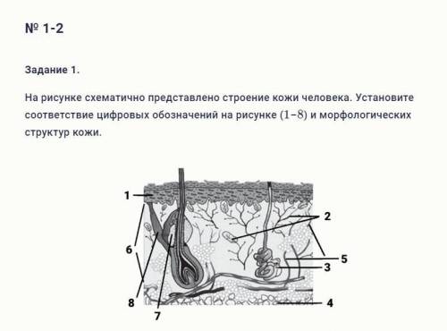 На рисунке схематично представлено строение кожи человека. Установите соответствие цифровых обозначе