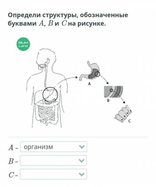 Клеткаоргансистема органов организмткань