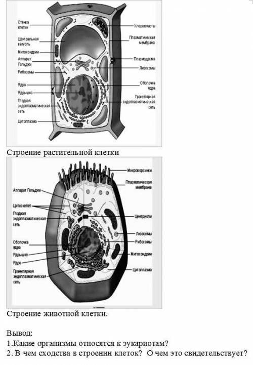 Лабораторная работа №1 Сравнение строения клеток растений, животных и грибов.