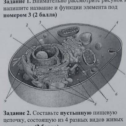 , Задание 1. Внимательно рассмотрите рисунок и напишите название и функции элемента под номером 3