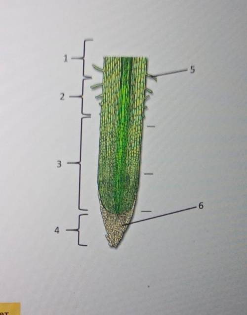 название зон корня зона делениякорневой чехликзона ростазона поглощениякорневые волоски зона ветвлен