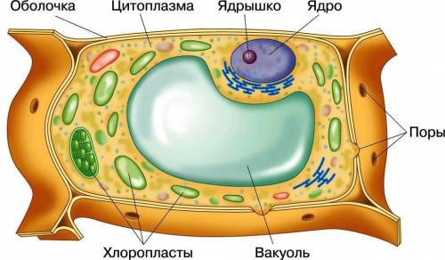 Задания для внеурочной работы 1. Рассмотрите схематический рисунок растительной клетки. Запи- шите н