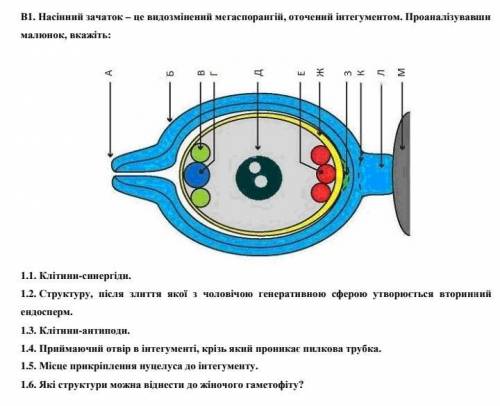 Семенной зачаток - это видоизмененный мегаспорангий, окруженный интегументом. Проанализировав рисуно