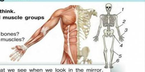 1a Work in pairs. Look and think. Look at the skeleton and muscle groups inside our body. What do yo