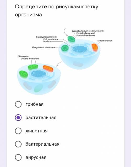 Определите по рисункам клетку организма