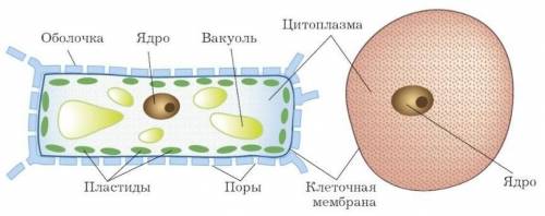 Рассмотрите изображение Подпишите компоненты растительной клетки. фото с ответом для тех кто будет и