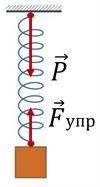 Если груз некоторой массы подвесить к пружине, то в результате их взаимодействия пружина деформирует
