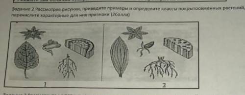 Задание 2 рассмотрев рисунки, приведите примеры и определите классы покрытосеменных растений, перечи