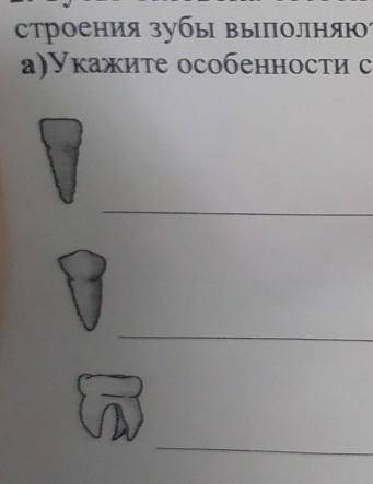 2. Зубы человека состоит из резинов, клыкке, бальших и малых кореяны. В зависимости от вашето строен