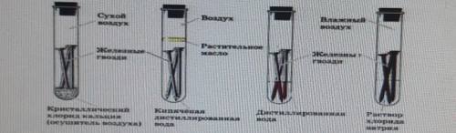 В четырёх пробирках показаны результаты исследования факторов, влияющих на возникновение коррозии ме