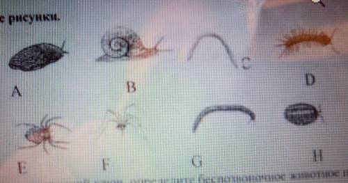 Рассмотри рисунок используя химический ключ Определите беспозвоночные животные под буквой Н