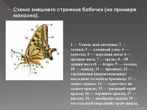 Чим зумовлені видминности в зовніш будові тіла вовчок жук-плавунец Мурашка Махаон