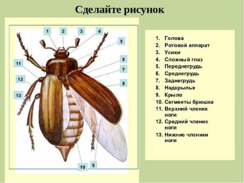 Чим зумовлені видминности в зовніш будові тіла вовчок жук-плавунец Мурашка Махаон