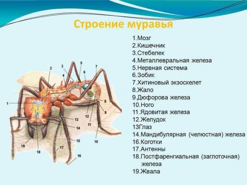 Чим зумовлені видминности в зовніш будові тіла вовчок жук-плавунец Мурашка Махаон